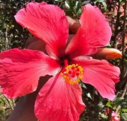 flower 1