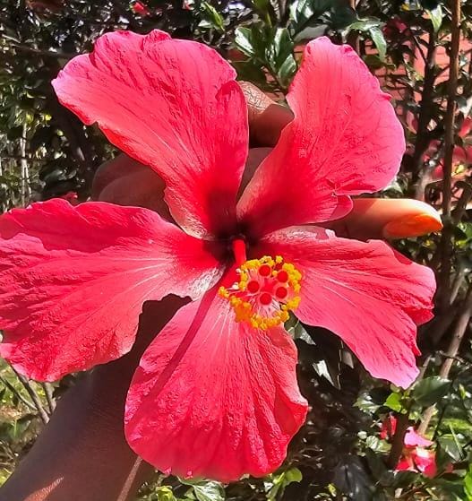 flower 2